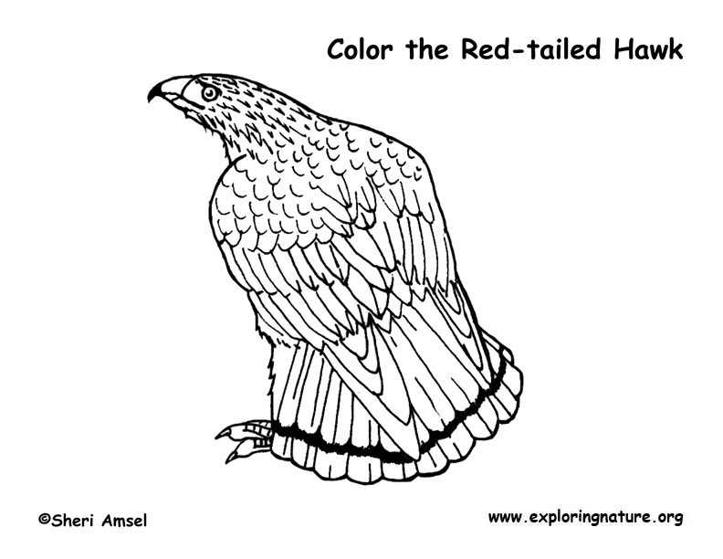Hawk (Red-tailed) Coloring Page