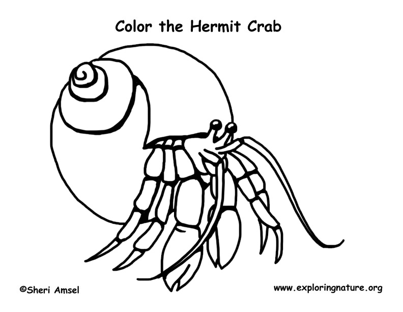 a home for hermit crab coloring pages - photo #9