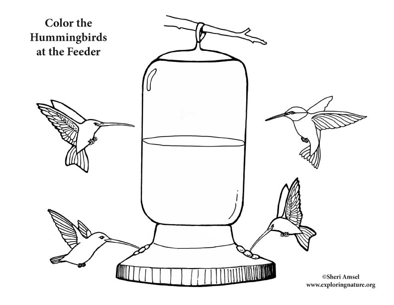 Hummingbirds at Feeder Coloring Page