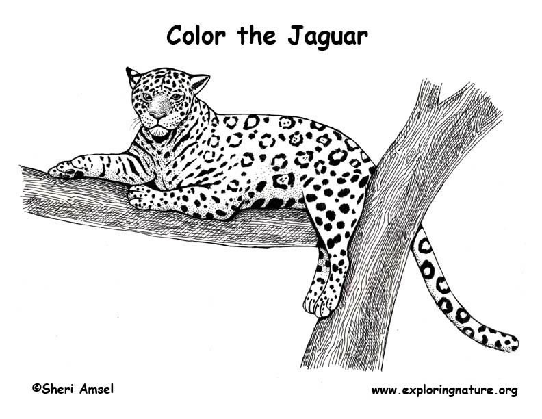 jaguar animal coloring pages - photo #27
