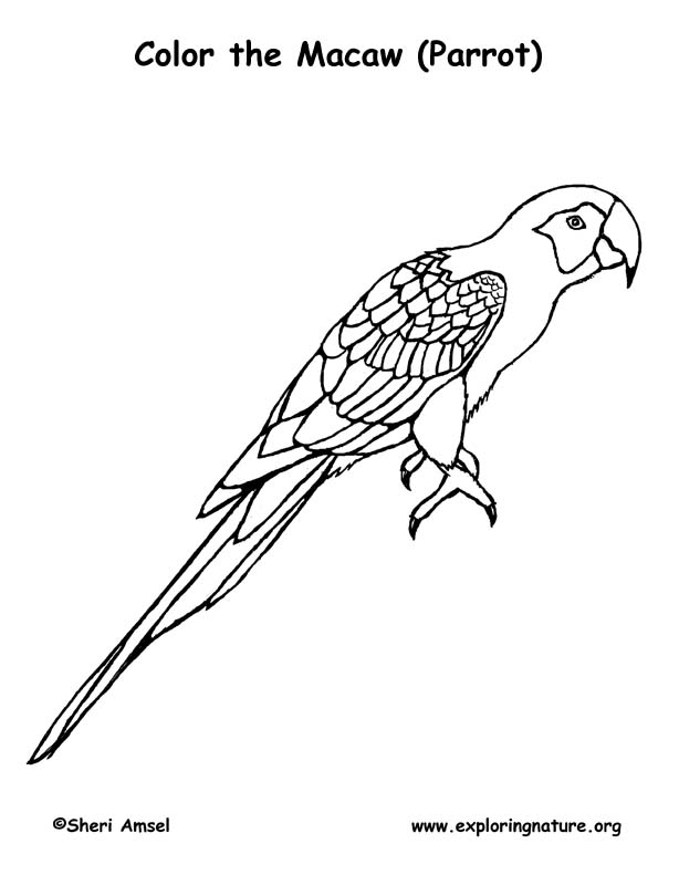 macaw coloring pages super coloring free - photo #13