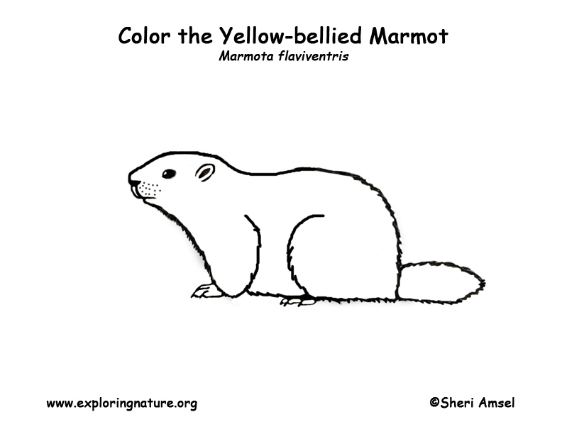 yellow bellied marmot coloring pages - photo #1