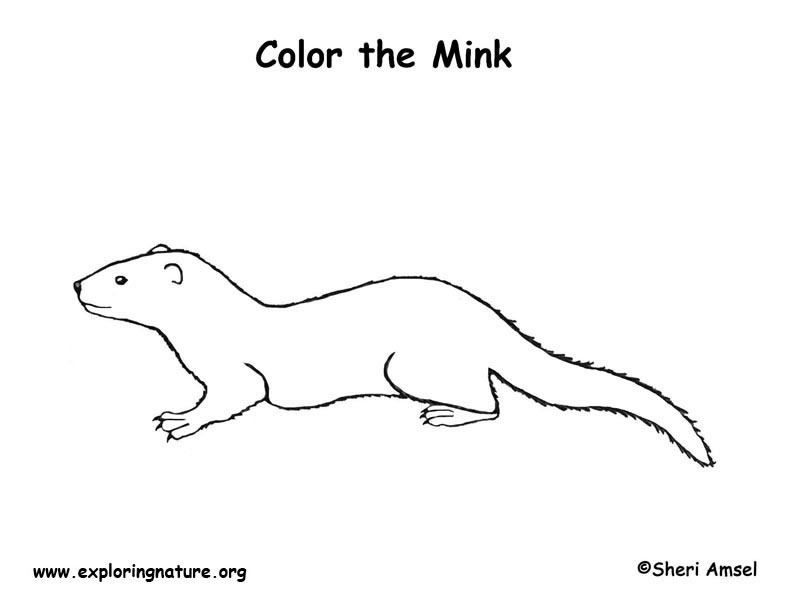 Mink Coloring Page