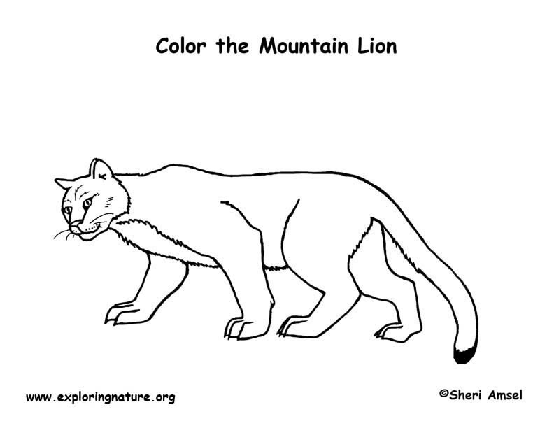 coloring pages mountain lion - photo #19