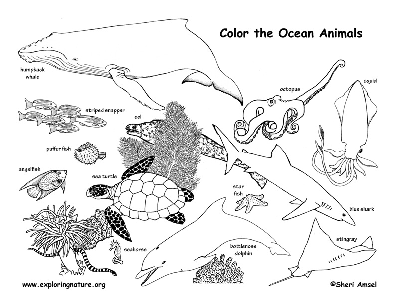 ocean animals plants coloring pages - photo #14