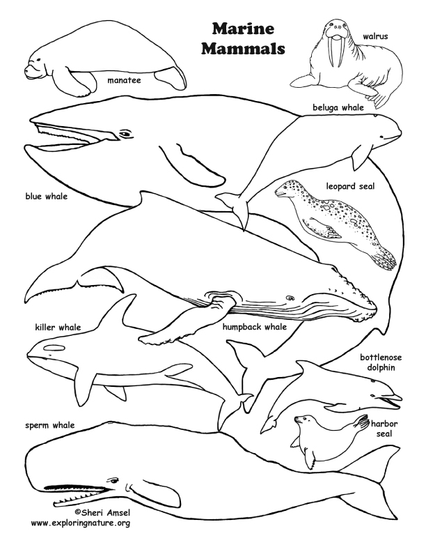 ocean mammals coloring pages - photo #5