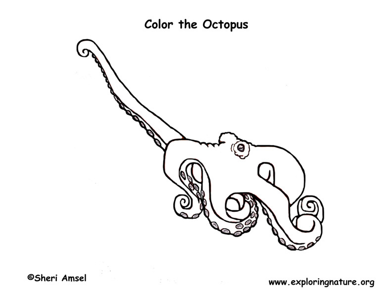 Coloring Pictures Of Octopus. Octopus Coloring Page