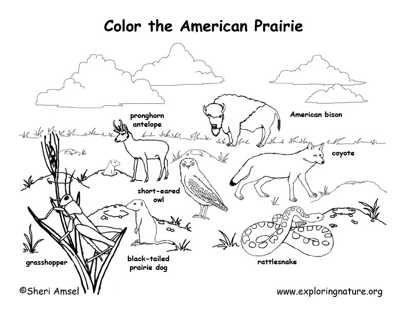 Prairie (American) Coloring Page