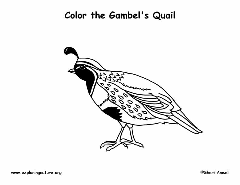 gamble quail coloring pages - photo #11