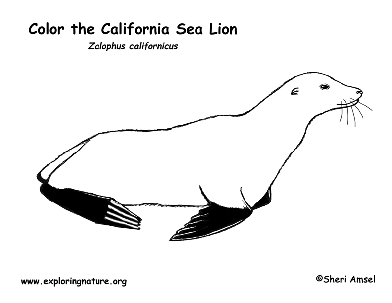 california sea lion coloring pages - photo #1
