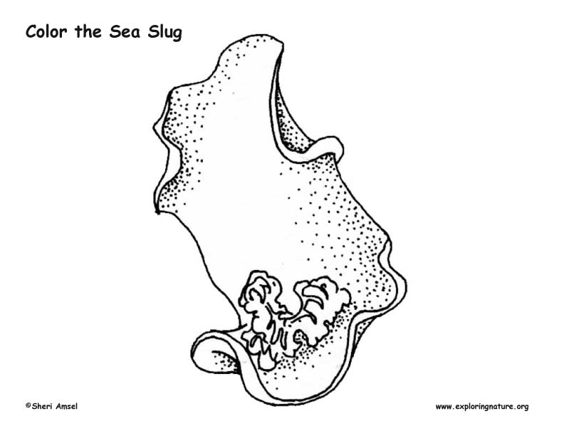 sea slug coloring pages - photo #2