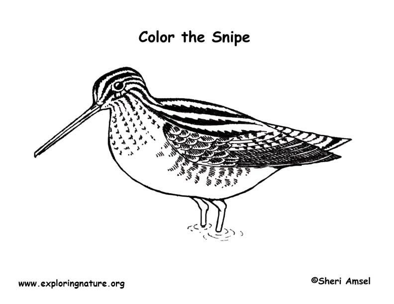 snipe coloring pages - photo #2