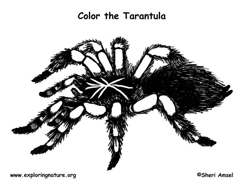 tatantula coloring pages - photo #18