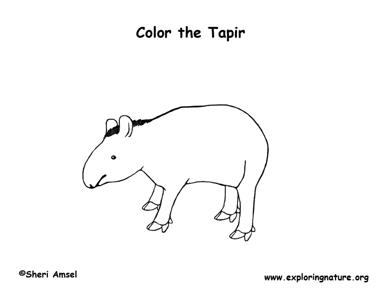 tapir coloring pages for kids - photo #8