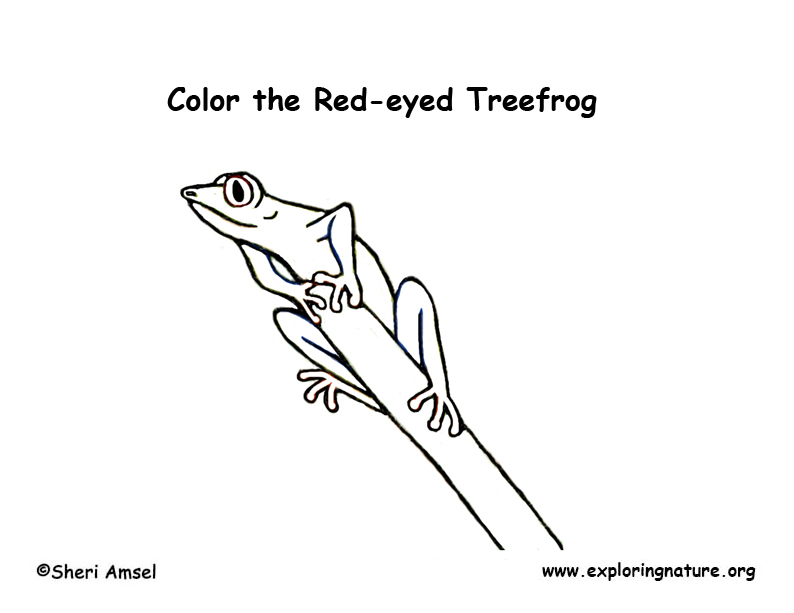 Red-Eyed Treefrog Coloring Red-Eyed Treefrog Coloring