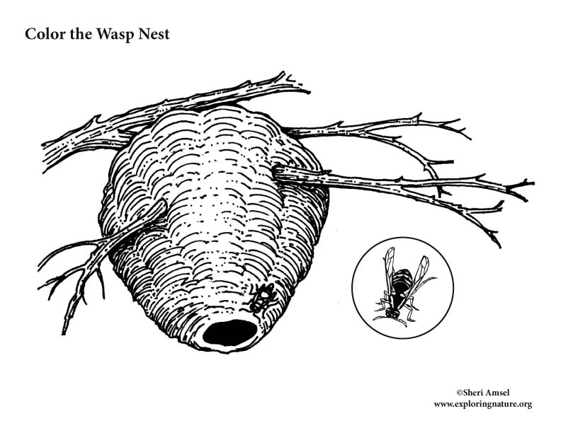 paper wasp and nest coloring page
