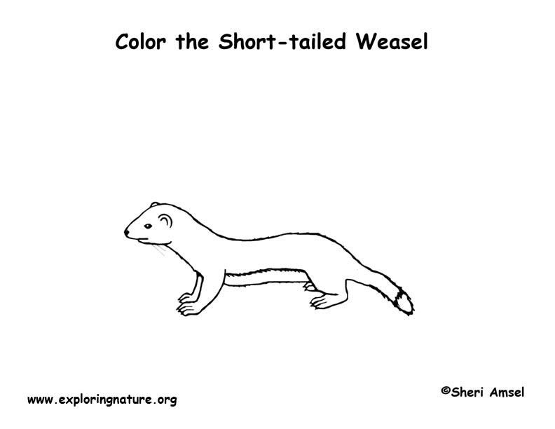 Weasel (Short-tailed) or Ermine Coloring Page