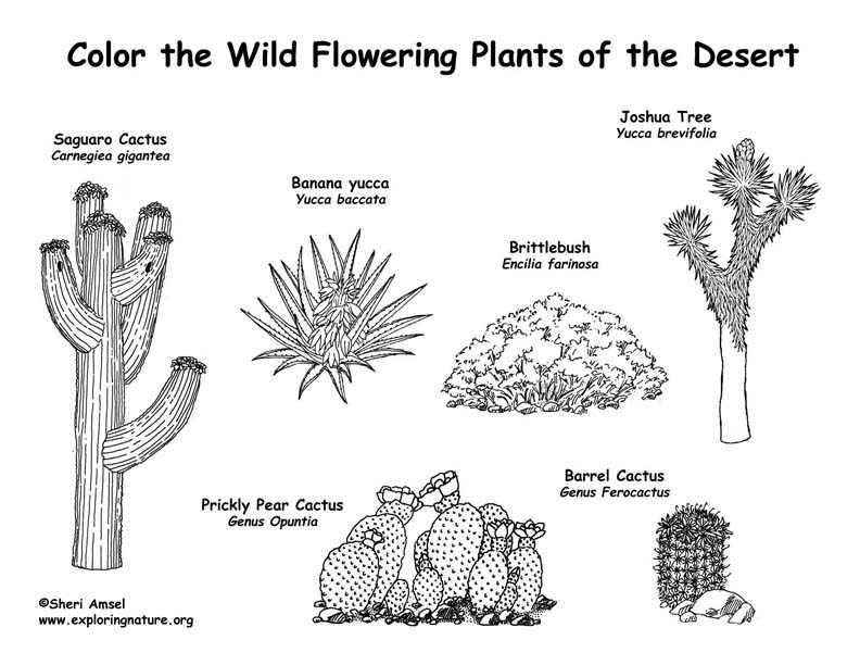 Desert Cactus Coloring Page -- Exploring Nature Educational Resource