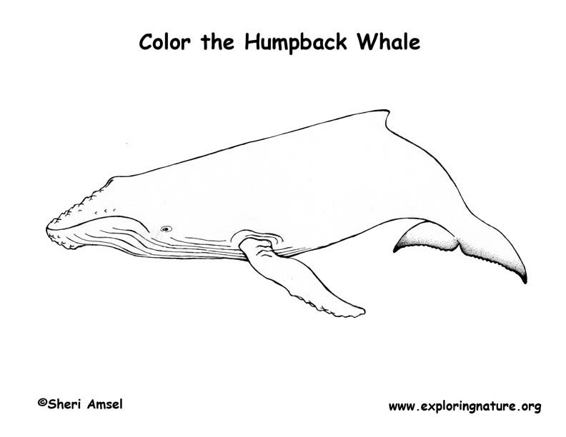 Humpback Whale Coloring Pages