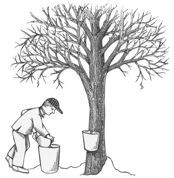 Sugar Maple Tree Drawing
