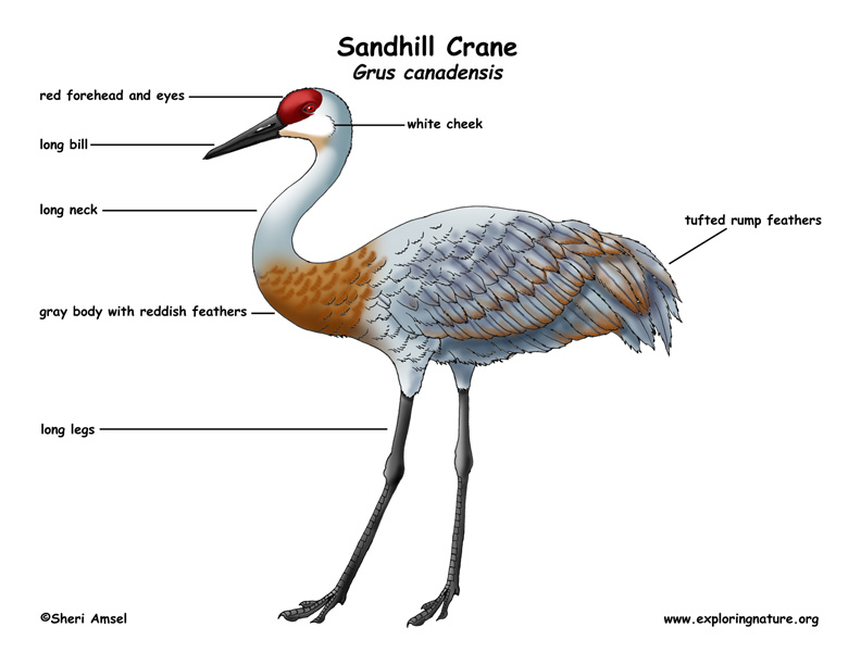 Crane  Sandhill