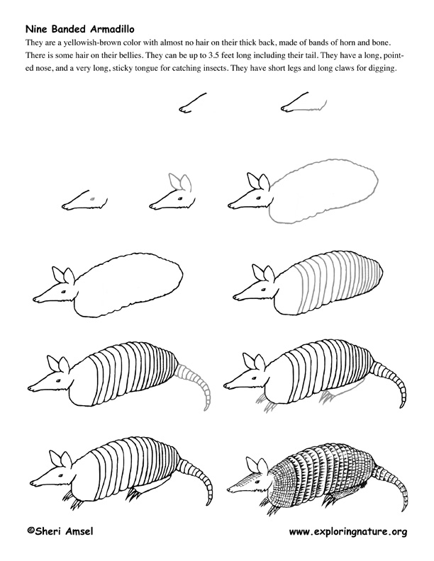 Armadillo Drawing Lesson