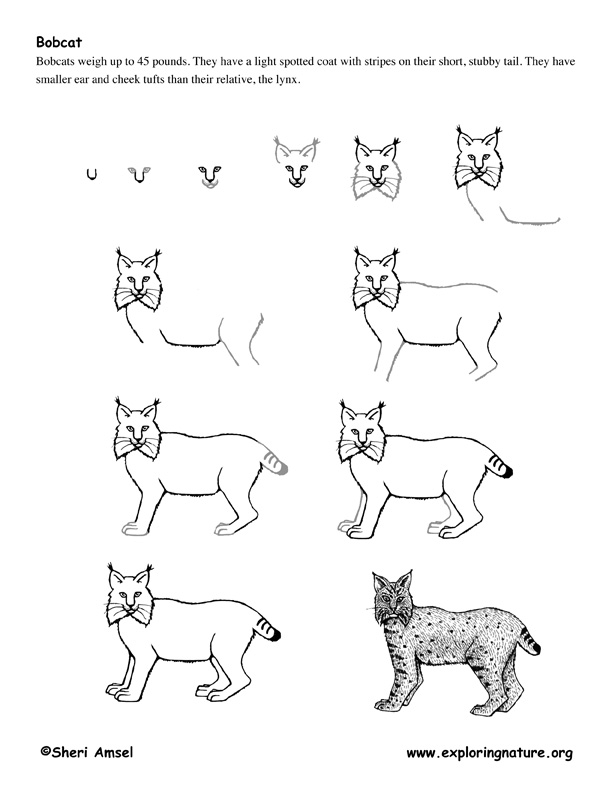 baby bobcat coloring pages - photo #13