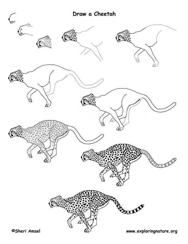 Cheetah Drawing Lesson