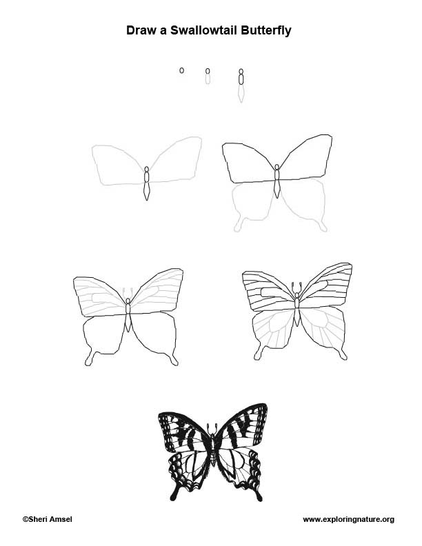 how to draw butterflies