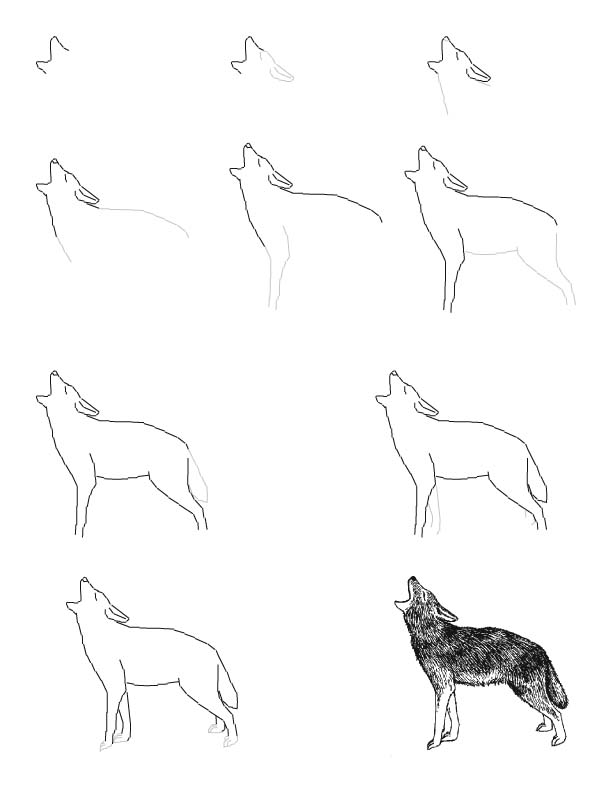 Deer (Mule) Drawing Lesson -- Exploring Nature Educational Resource
