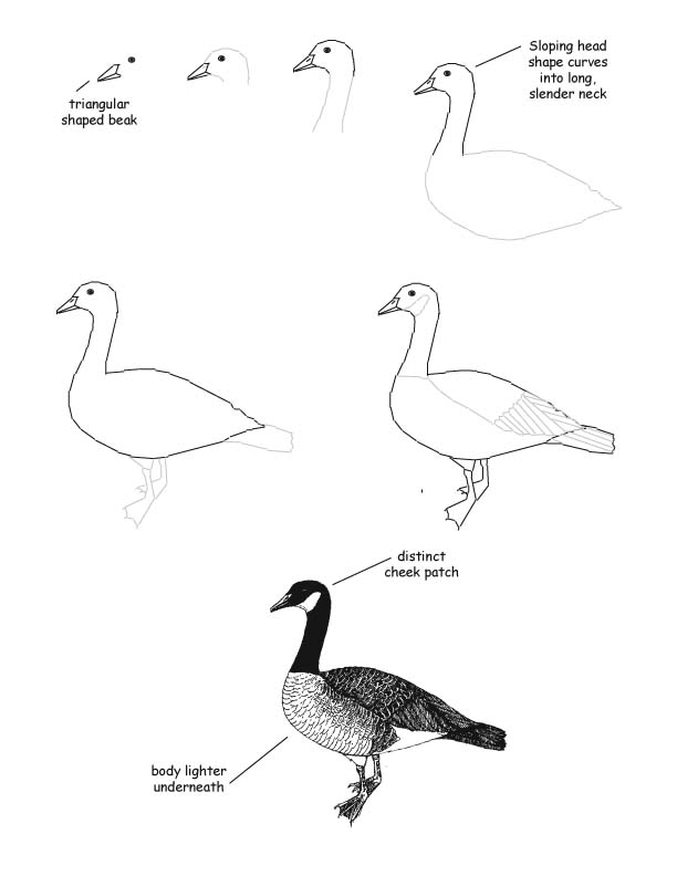 common loon drawing. common loon drawing. how to