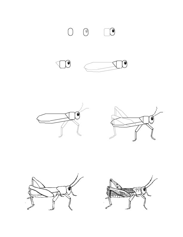 Grasshopper Drawing Lesson