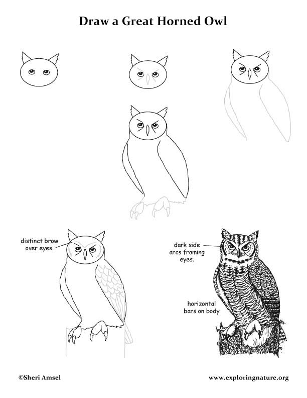 Owls To Draw