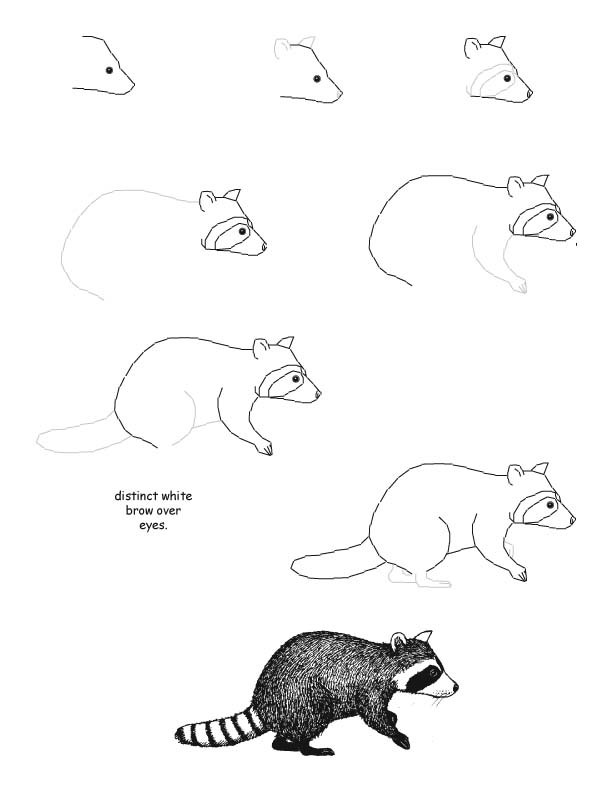 How to draw a raccoon stepbystep kids art