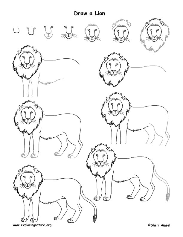 Cartoon Lion Drawing Sketch Step By Step for Beginner