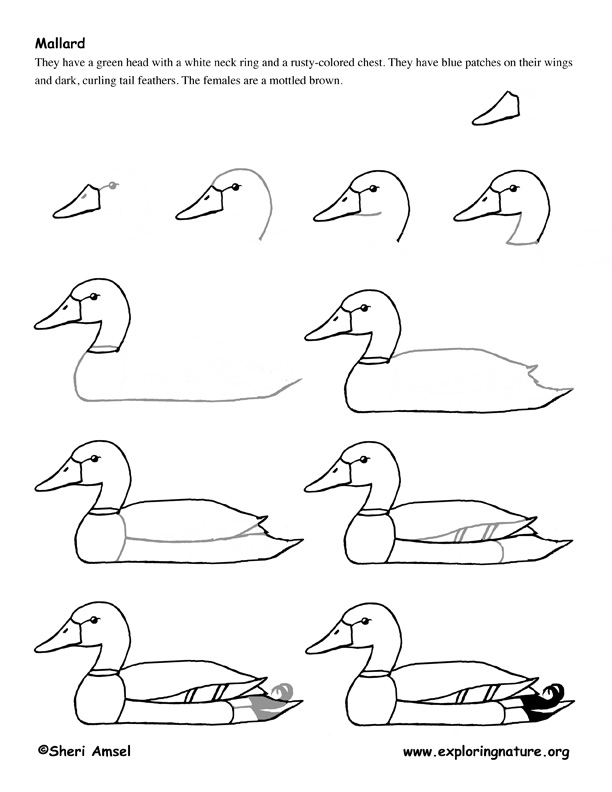 Duck (Mallard) Drawing Lesson
