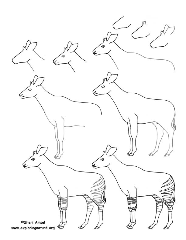 Okapi Drawing