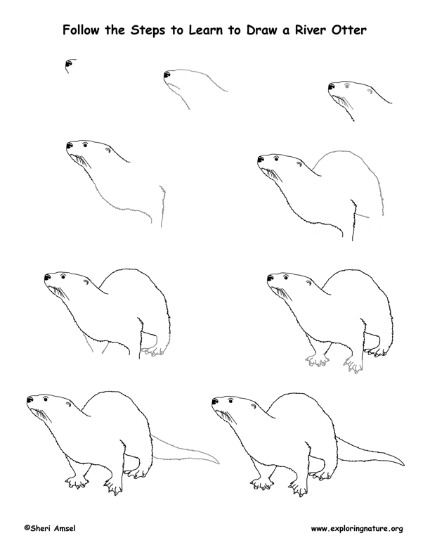 Top How To Draw A Otter of the decade Don t miss out 