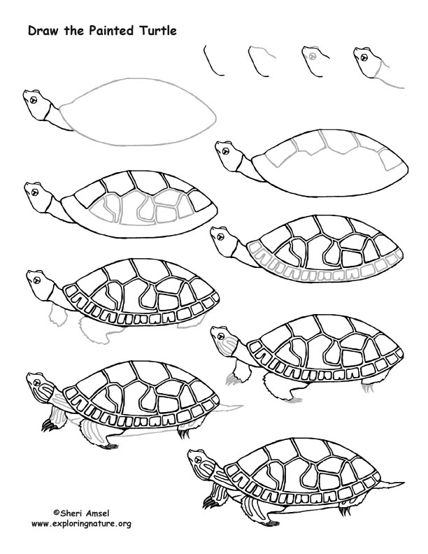 Turtle (Painted) Drawing Lesson