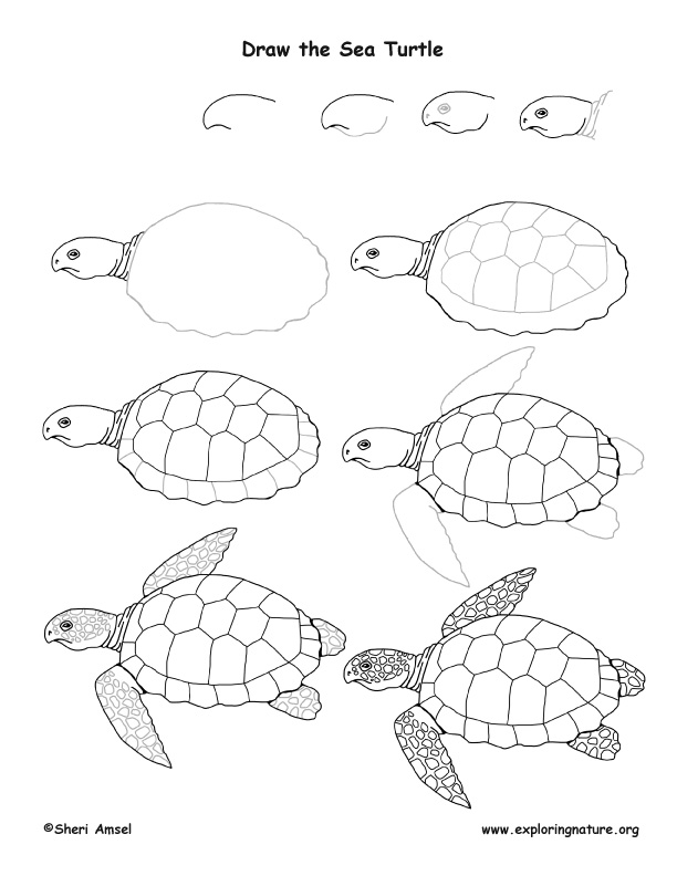 Sea Turtle Drawing Lesson