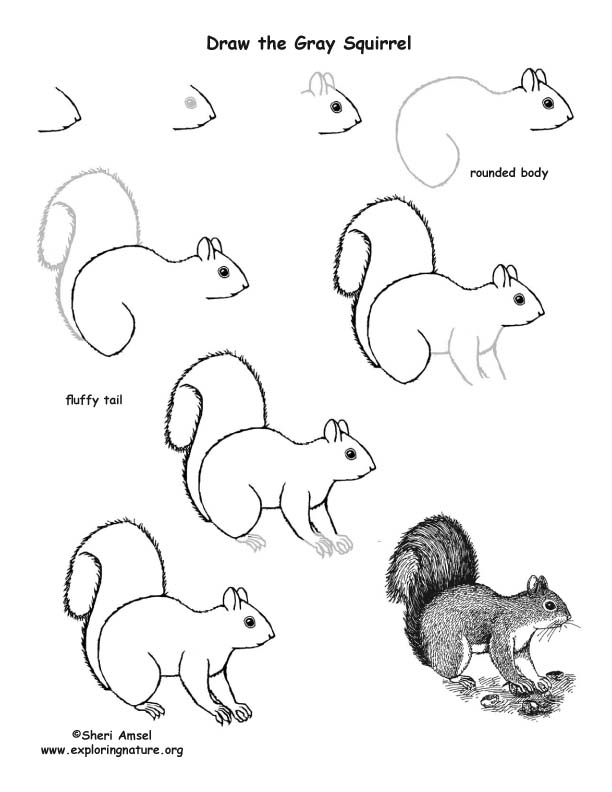 Squirrel Gray Drawing Lesson