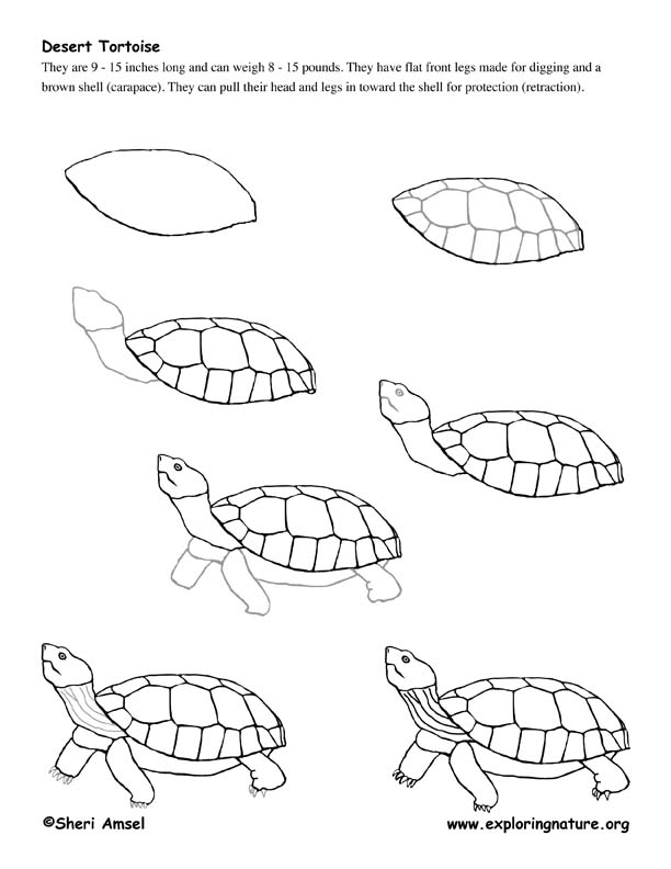 Desert Tortoise Drawing Lesson