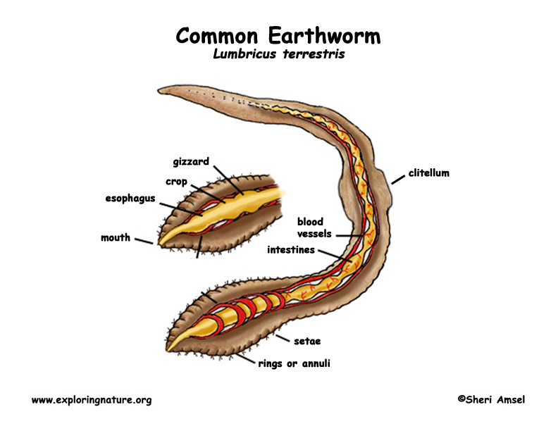 Earthworm (Common)