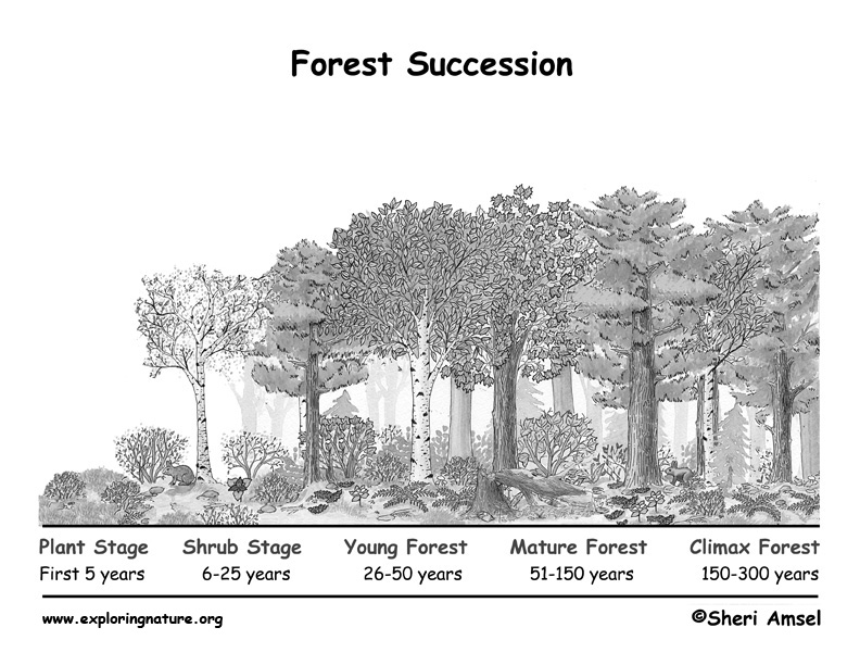 Succession with Activities