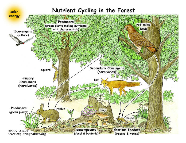 food chain forest. the food chain has many