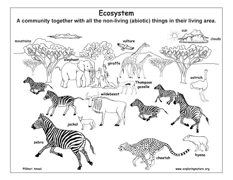 What is Ecology? An Illustrated Introduction to Ecology Terms