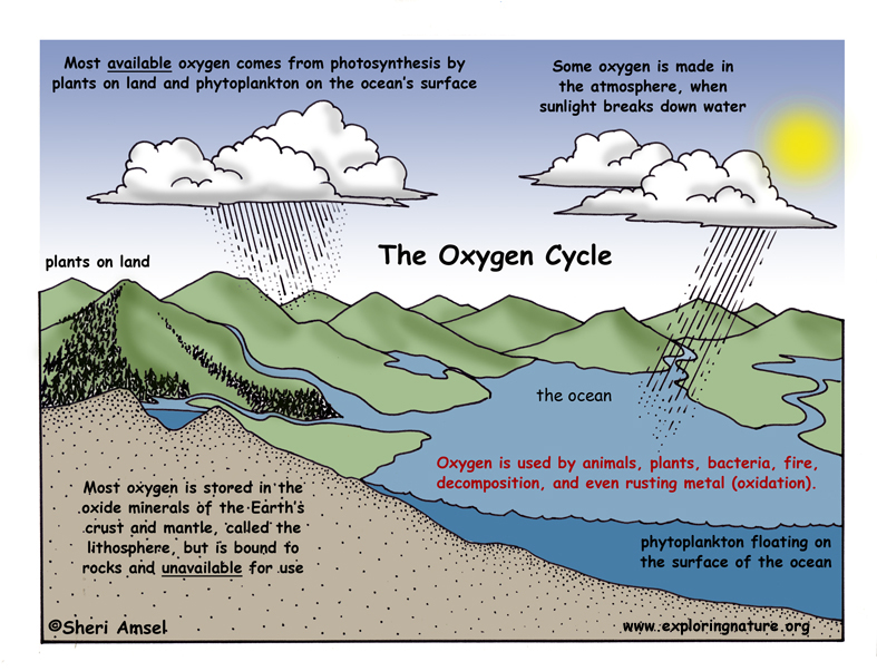 Oxygen Cycle Description And Assessment