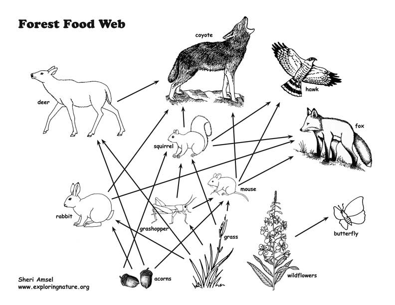 food web and food chain. Food chains are clear views of