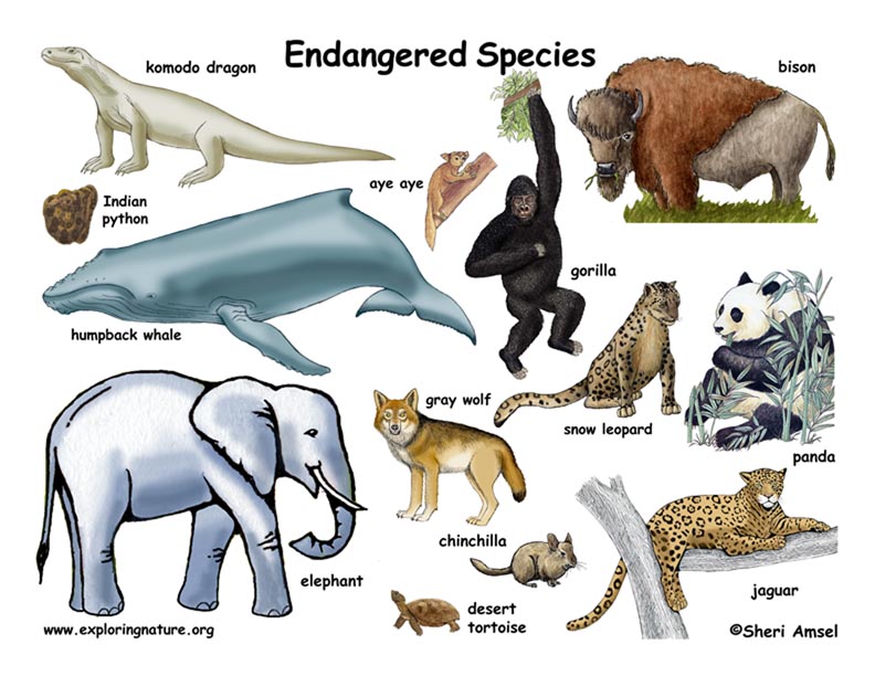 animals in rainforest biome. Endangered Rainforest Animals