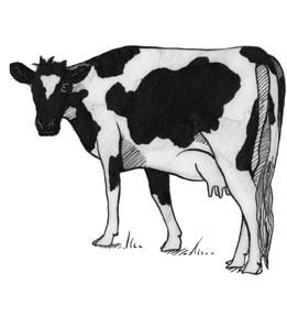 Cow Bos taurus